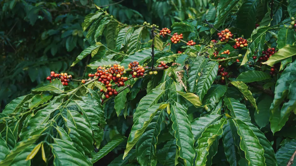 冠軍防暴奶茶：台灣飲料界的高人氣霸主